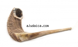 Extra Large Natural Rams Horn Shofar by aJudaica